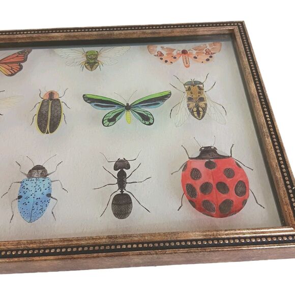 Bug Collection Framed Wall Art Print Butterflies & Insects Kirklands 15" X 11.5" - Picture 3 of 16